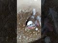 fawn pied bengalese breeding