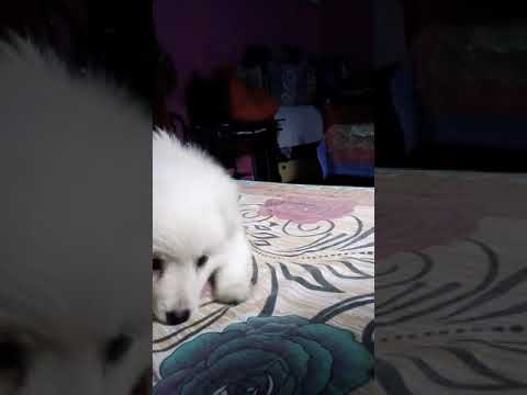 Crazy German Spitz pup