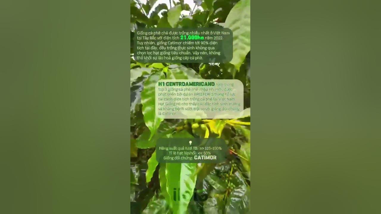ILOTA Coffee chào đón vụ Arabica 20232024 với giống Centroamericano H1