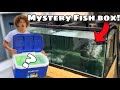 I bought a mystery fish box