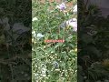 우리나라 꽃, #무궁화 #대구교회 #자연