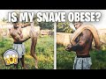 IS MY SNAKE OBESE? | THE REAL TARZANN |