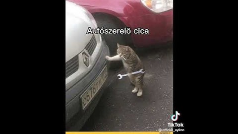 Vicces Cica