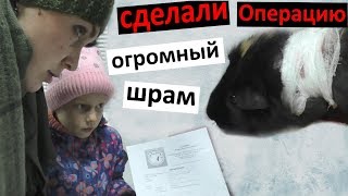 Наша морская свинка заболела 🏥 Коля - ДИКИЙ ФЭШН ЕДИМ БУЛКИ Настя играет на фортепиано Наша морская свинка заболела 🏥 Коля - ДИКИЙ ФЭШН ЕДИМ БУЛКИ Настя играет на фортепиано
