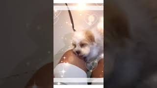 Wholesome Cute Doggo Minutes