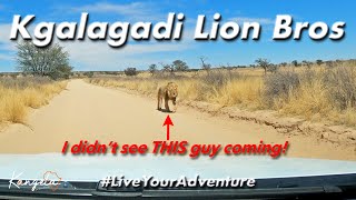 Lion Encounter in The Kgalagadi Transfrontier Park