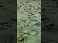 मखाना का खेती।