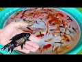 Black Koi Fish Pink Blue Fish Molly Guppy Swordtail Fish Carp Goldfish Koi Perch Cute animals Videos