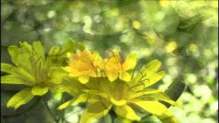 Deep River Woman - Lionel Richie