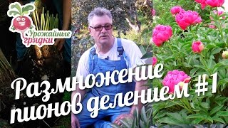 Размножение пионов делением #1 urozhainye_gryadki