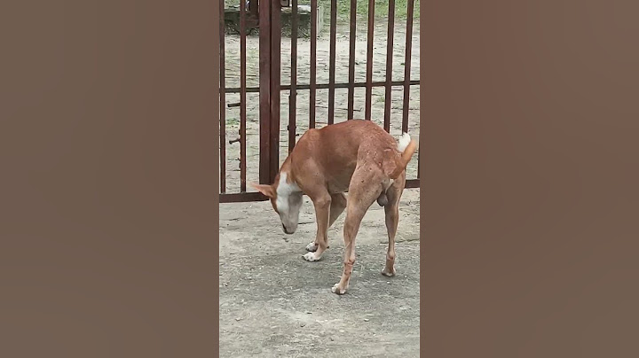 Kitne acche dog hai wait for twist 😂😂#short #dog #shortfeed