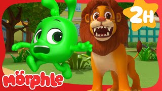 Lions Are Orphley Scary!  | Morphle | Preschool Learning | Moonbug Tiny TV