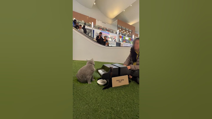 Michael's first mall performance #cat #catpiano #cutecat