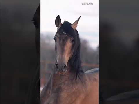 Видео: #horseracing #аламанбайге #jockey #ат #лошади #скачки