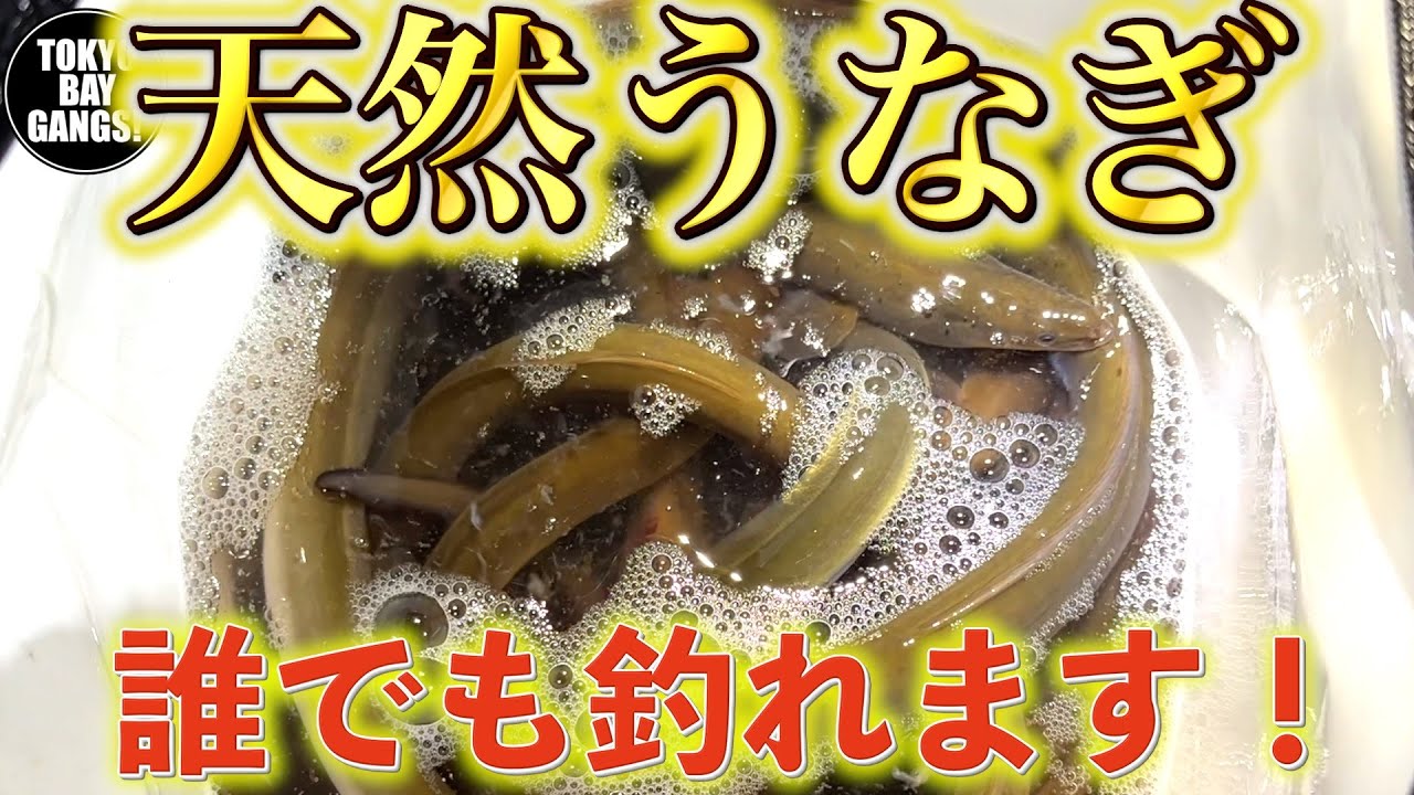 Beginners Must See] You'll Guarantee a Catch! Wild Eel Fishing