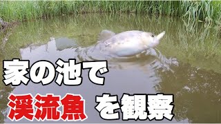 【衝撃】家の池に岩魚と山女魚が遡上して来た！水面の虫とルアーの反応を見る。Predation of the water surface of fish