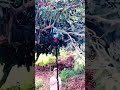 Simple creative tool for cutting branches easily #shorts