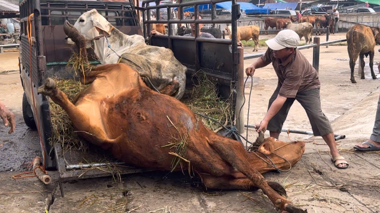 БЕДНАЯ КОРОВА ВЫШЛА ИЗ ГРУЗОВИКА ‼️🔥🔥🔥