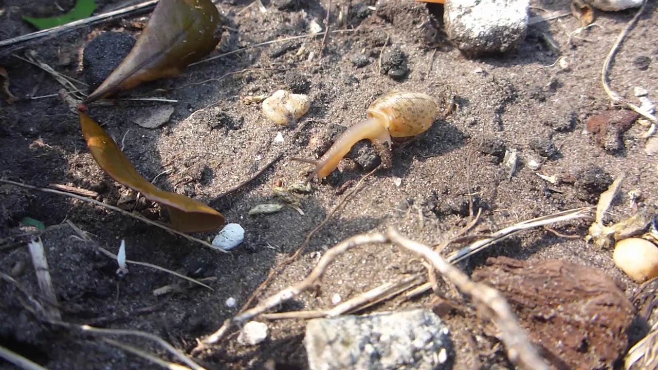 At Home With The Peninsula Liptooth Snail - Daedalochila uvulifera (Shuttleworth, 1852)