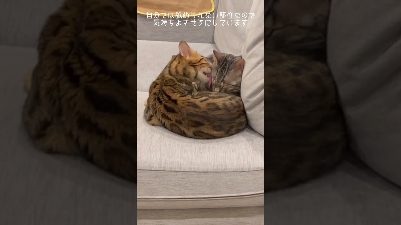 カッ って怒る猫 Youtube