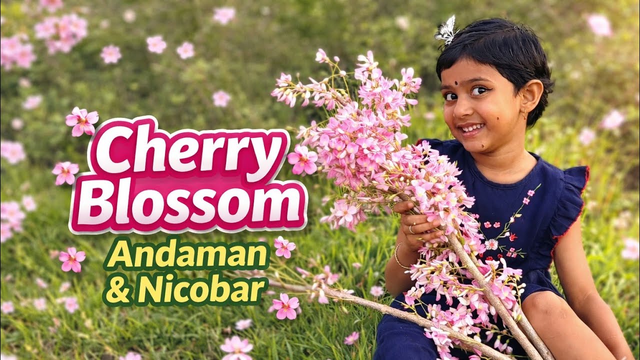 Cherry Blossom of Andaman 