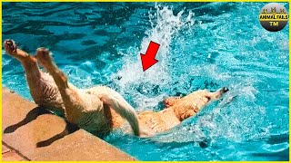 Best Animal Fails Of The Year 2022  Funny Fails 2022