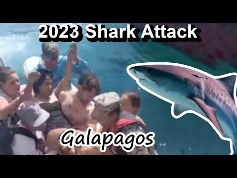 Woman Nearly Loses Leg to Tiger Shark 2023 Shark Attack