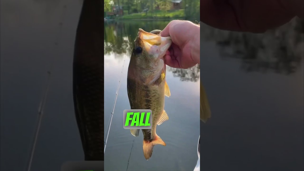 3 Mistakes You Can Make With Senkos Bass Fishing 