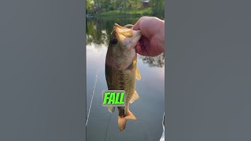 3 mistakes you can make with senkos bass fishing 🔥👊🏼🔥