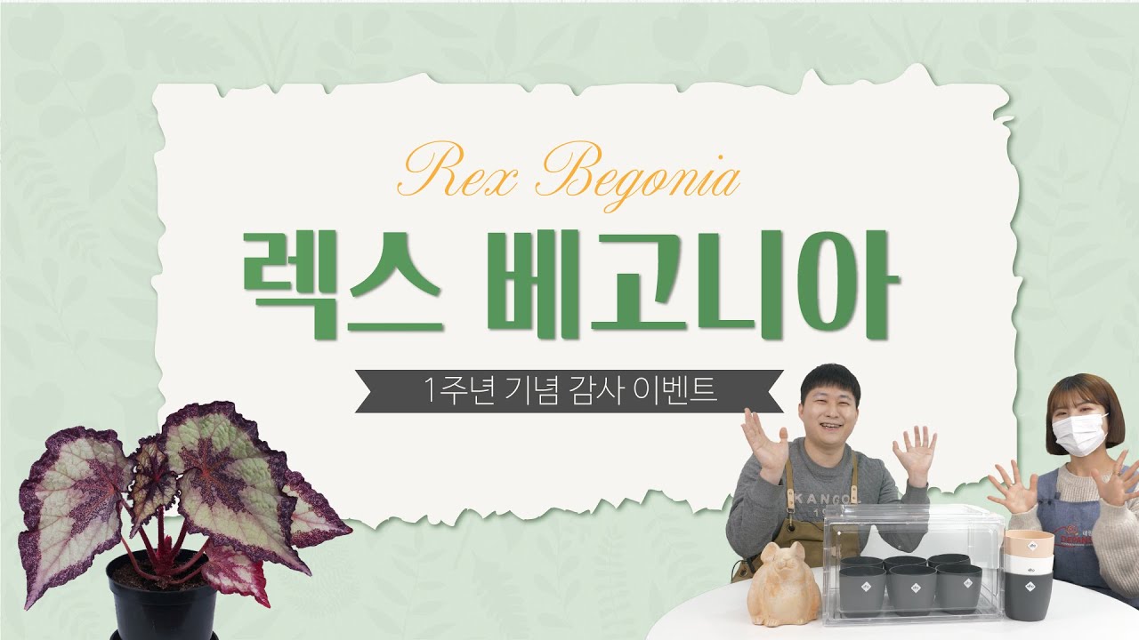 난이도 별이 다섯개! 베고니아 잘 키우는 방법 (feat. 데팡스 1주년 특집)