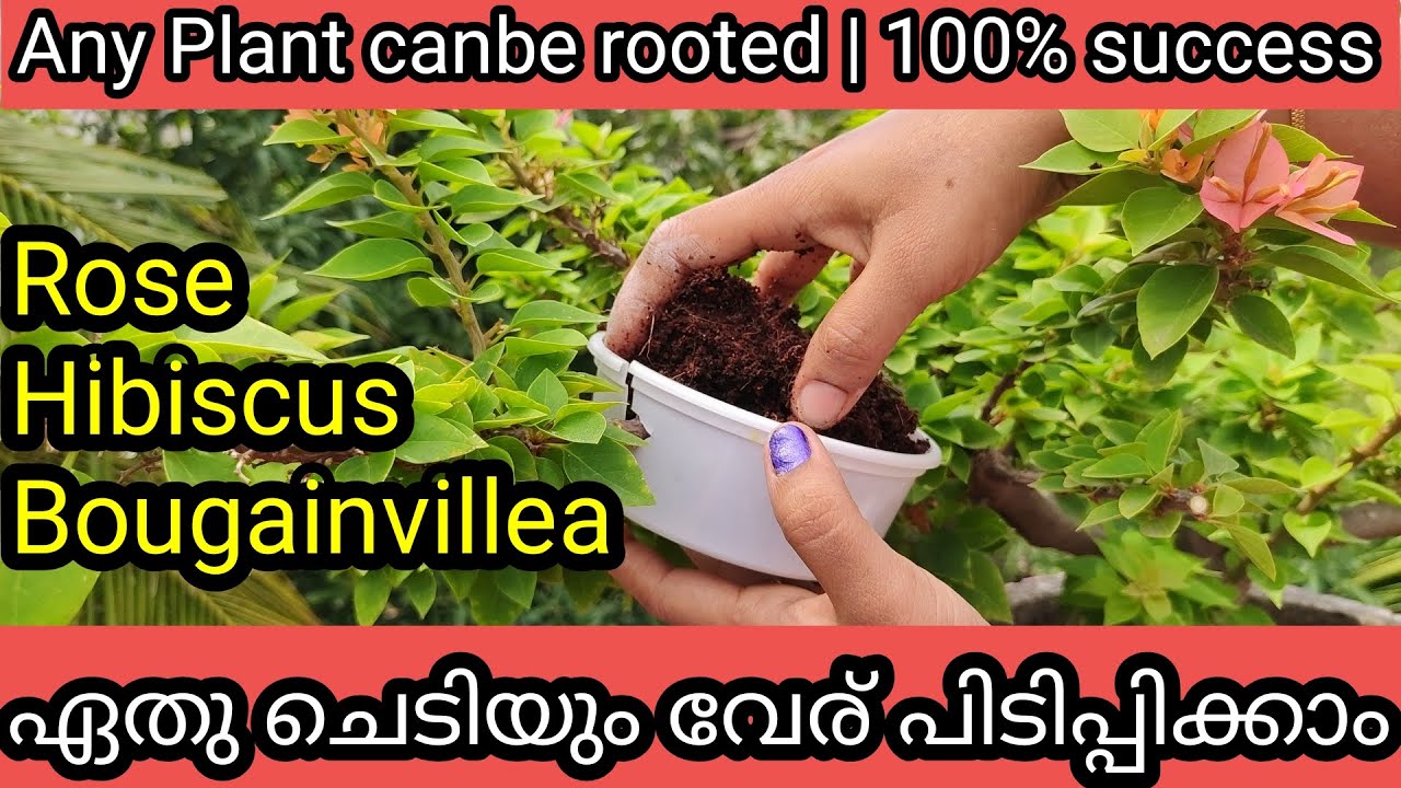 Propagate any Plant Stem | Easy Rooting | ഏത്  ചെടിയും എളുപ്പത്തിൽ വേര് പിടിപ്പിക്കാൻ