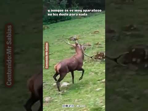 Video: ¿Los cuernos vuelven a crecer en las cabras?