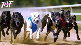 Greyhound Racing – Epic Stadium Atmosphere & Lightning Speed! 🏁🐕