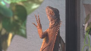 Burglary at Killeen pet store puts exotic animals at risk, causes $3K in damages