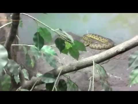 Mangrovo Pit Viper Snake งูพังกา