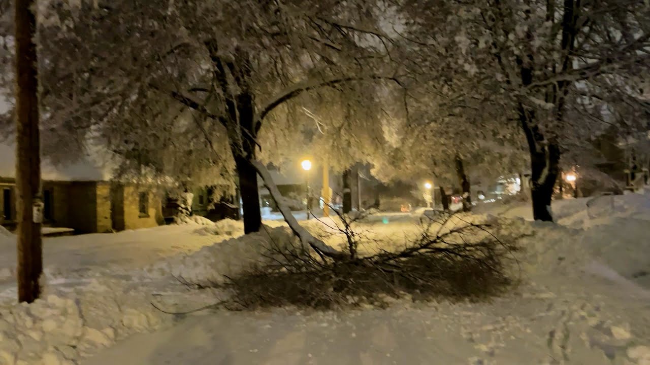 Fallen Trees and Winter Storm In Waukesha, Wi - 1/12/2024