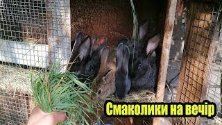картинка: Вечірні обхід на нашій мініфермі кроликів