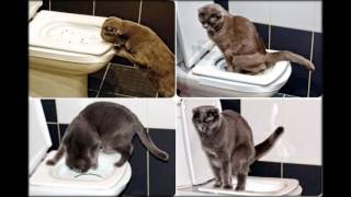 кошка сидит в лотке просто так кошка сидит в лотке просто так