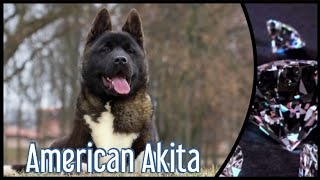 American Akita  The Most Beautiful  Dogs Special