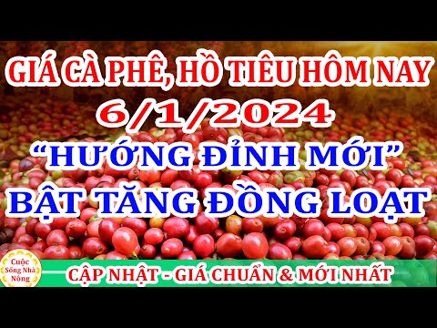 Giá cà phê hôm nay ngày 6/1/2024 