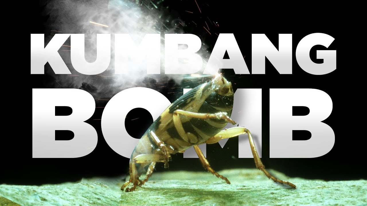 Kumbang Ini Bisa Meledak 