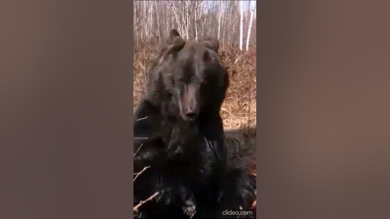 Видео собака привела медведей