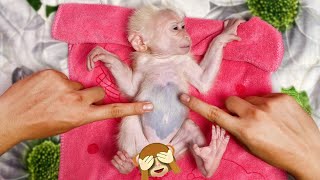Monkey Luk finds dad go poop! Dad massaged Luk's abdomen to help good digestion
