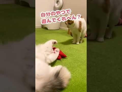 なんかお腹のあたりちょっと痛かってんけど…【おしゃべりする猫】 #Shorts