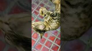 PAGAL BABU #catsounds #catvideos #cats #straycats #meowing #cute