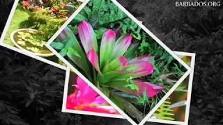Hunte's Gardens, Barbados