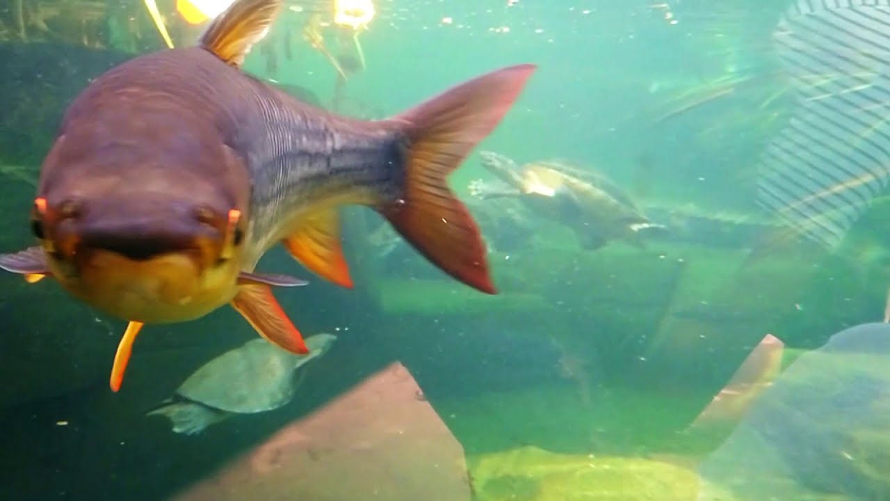Zoo Leipzig Aquarium Gondwanaland Youtube