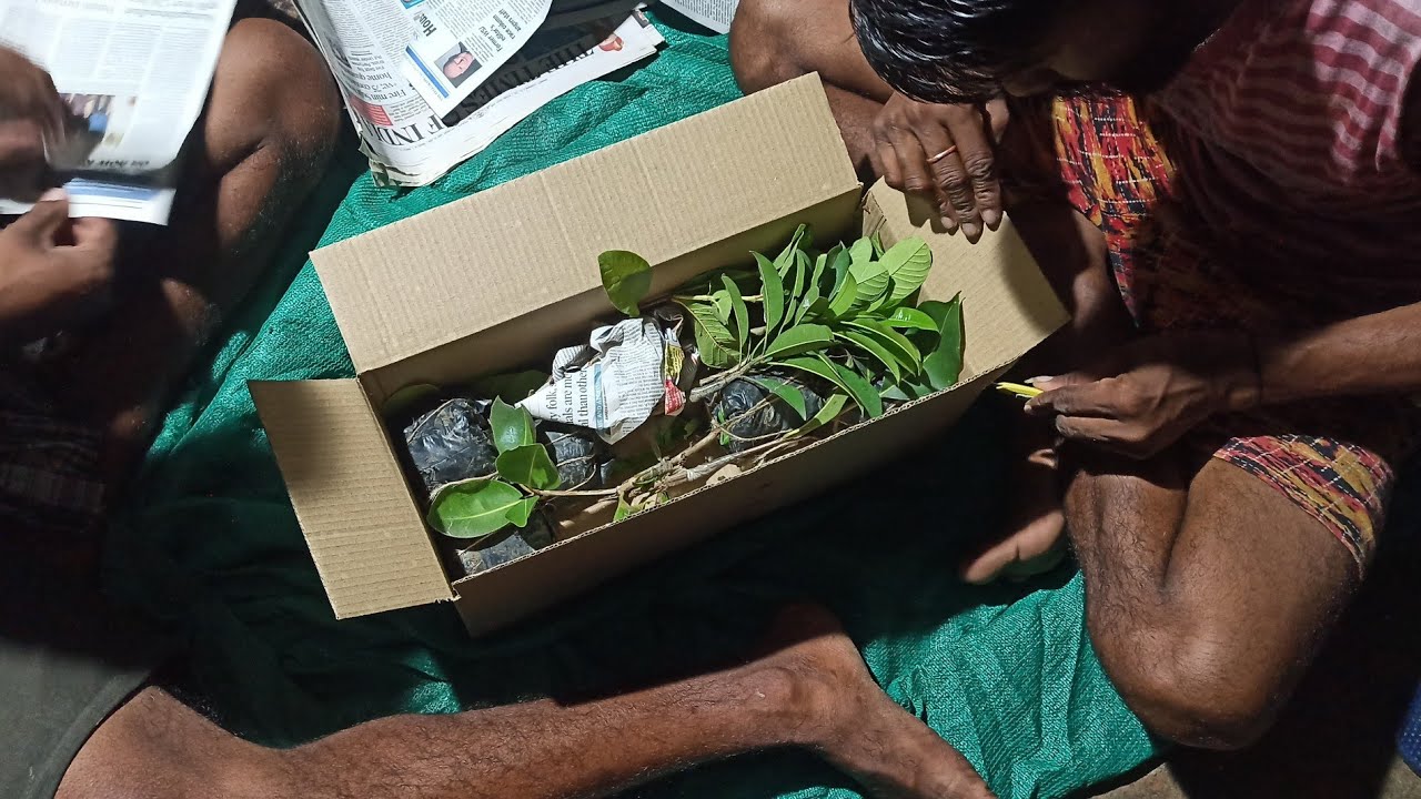 Best plant nursery in Kolkata. All varieties fruits plants available ☎