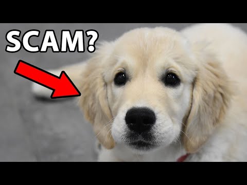 Wideo: The Truth About English Cream (White) Golden Retriever