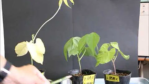 تحميل 植物成長mp4 Mp3